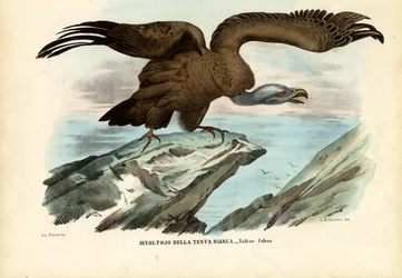 Buitre leonado, 1863-79